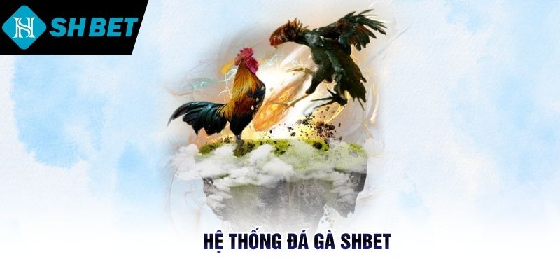 Hệ thống đá gà SHBET 
