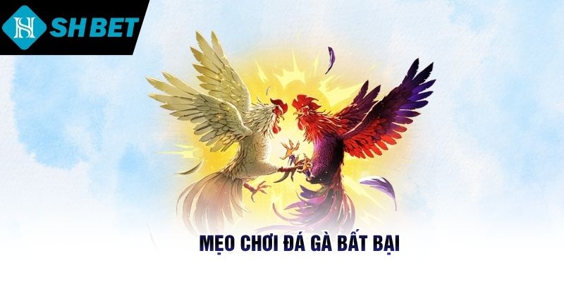 Mẹo chơi đá gà bất bại 